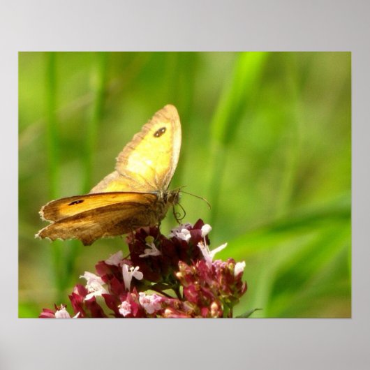 Affiche papillon (Devant)