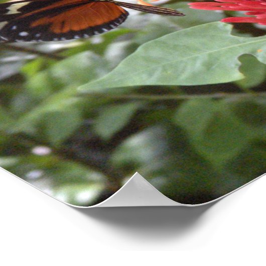 affiche papillon1 (Coin)