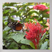 affiche papillon1 (Devant)