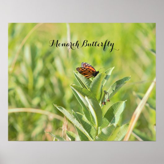 Affiche Papillon Monarque (Devant)