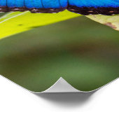 Affiche papillon morpho bleu (Coin)