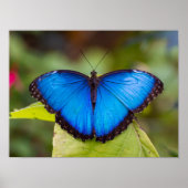 Affiche papillon morpho bleu (Devant)