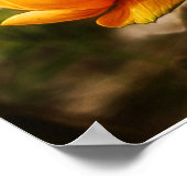 Affiche papillon sur fleurs orange (Coin)