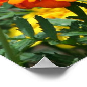 Affiche Papillon sur Fleurs Orange et Jaune (Coin)