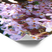 Affiche Papillon Vanessa atalanta et Buddleia (Coin)
