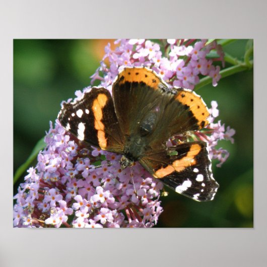 Affiche Papillon Vanessa atalanta et Buddleia (Devant)