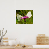 Affiche papillons (Cuisine)