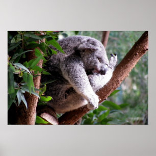 Affiche paresseuse de koala