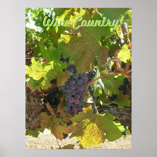 Affiche - Pays vinicole (Devant)
