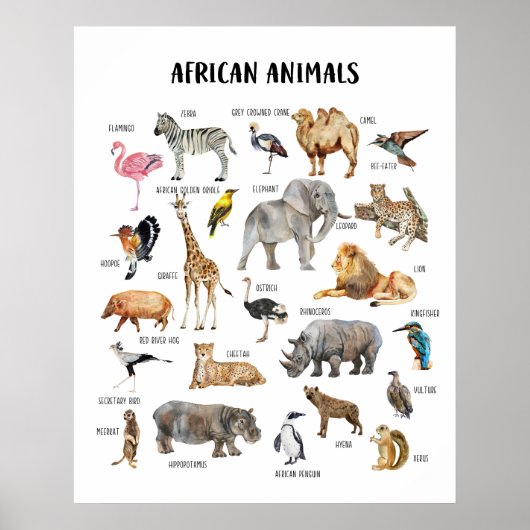 Affiche pédagogique pour la classe sur les animaux (Devant)