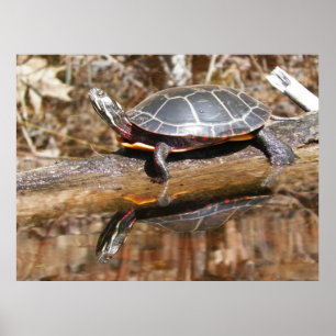 Affiche peinte de tortue