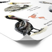 affiche pélicans du monde (Coin)