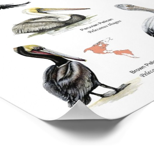 affiche pélicans du monde (Coin)