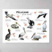 affiche pélicans du monde (Devant)