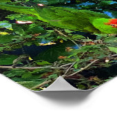 Affiche Perruche à tête de cerise #1 (Coin)