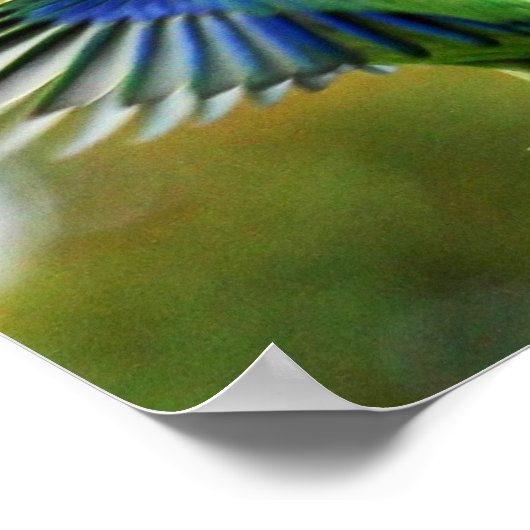 AFFICHE PERRUCHE INSÉPARABLE TUIM 1 (Coin)