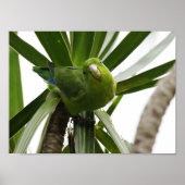 AFFICHE PERRUCHE INSÉPARABLE TUIM 2 (Devant)