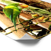 AFFICHE PERRUCHE INSÉPARABLE VERDE 8 (Coin)