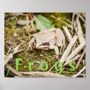 Affiche personnalisée "Grenouilles" Amphibiens Gre