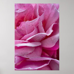 Affiche Pétales de Rose Rose et Gouttes de Rosée