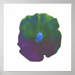 Affiche Petunia Arc-en-ciel