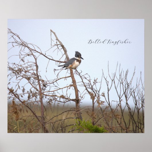 Affiche photo d'Alcedo Alcyon (Devant)