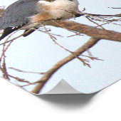 Affiche photo d'Alcedo Alcyon (Coin)