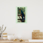 Affiche photo d'ara (Cuisine)
