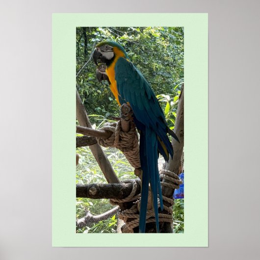 Affiche photo d'ara (Devant)
