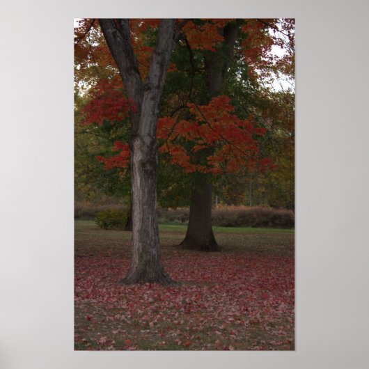 Affiche photo d'arbres d'automne (Devant)