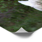 Affiche photo de canard blanc (Coin)