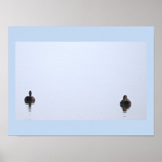Affiche Photo de Canards (Devant)