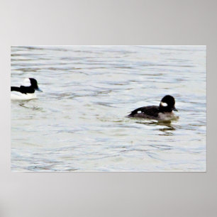 Affiche photo de canards Bufflehead