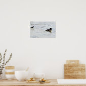 Affiche photo de canards Bufflehead (Cuisine)