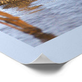 Affiche photo de canards colverts (Coin)