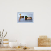 Affiche photo de canards colverts (Cuisine)