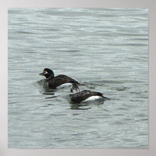 Affiche Photo de Canards dans l'Eau (Devant)