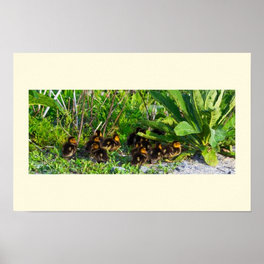 Affiche Photo De Canetons (Devant)