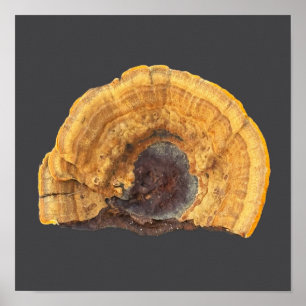 Affiche photo de champignon cassé