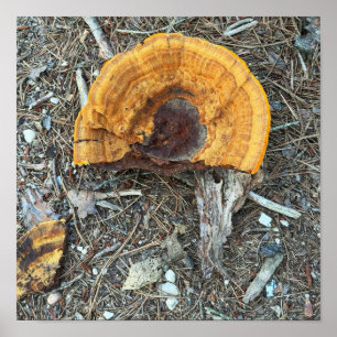 Affiche photo de champignon cassé