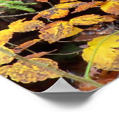 Affiche photo de feuilles d'automne et cascade (Coin)
