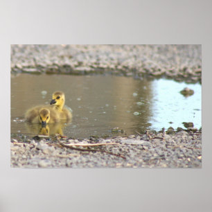 Affiche Photo De Goslings