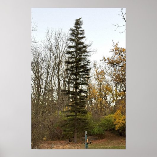 Affiche Photo de Grand Arbre (Devant)