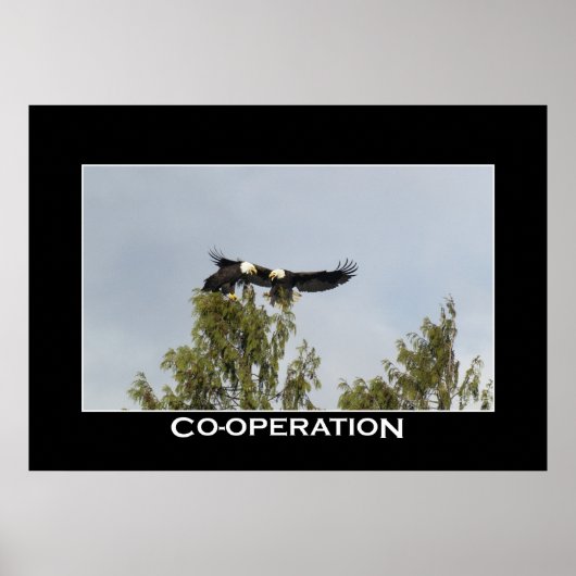 Affiche photo de la COOPÉRATION Bald Eagles (Devant)