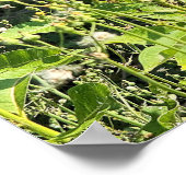 Affiche photo de papillon monarque (Coin)