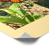 Affiche photo de papillon monarque (Coin)