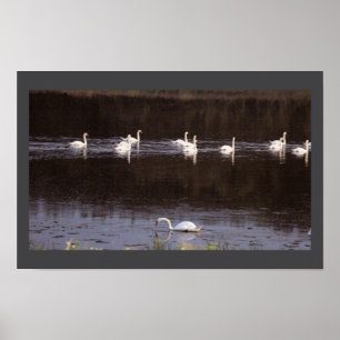 Affiche photo de paysage aquatique de cygnes