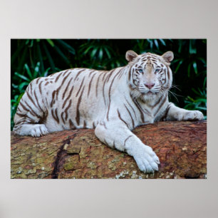 Affiche photo de Tigre Blanc au repos