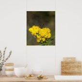 Affiche photo de verges d'or (Cuisine)