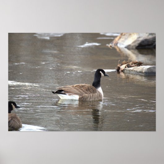 Affiche photo d'oie du Canada (Devant)